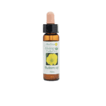 毛茛花精 10ml 產品照