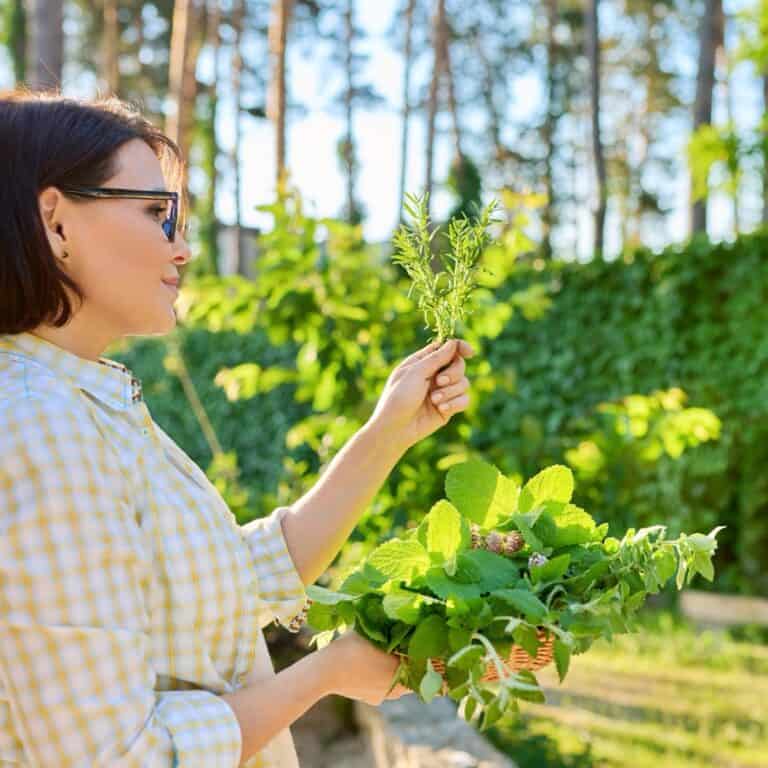 女性在陽光下的香草園採收新鮮香草