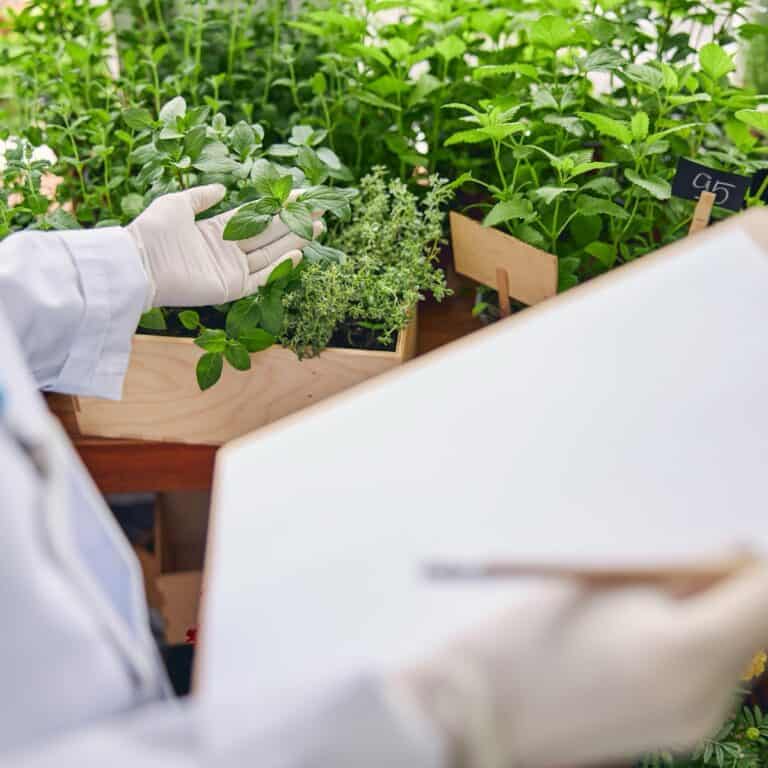 研究人員在溫室記錄芳香植物的生長狀況
