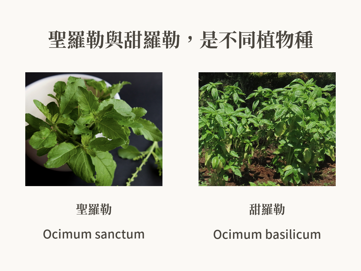 聖羅勒與甜羅勒是不同植物種，分別為Ocimum sanctum及Ocimum basilicum